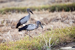 鳥,亞洲鉗嘴,田鼠