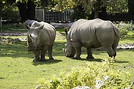犀牛,草地,動(dòng)物園