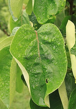 露水,水滴,滴