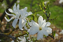 明星 magnolie,玉蘭,開(kāi)花