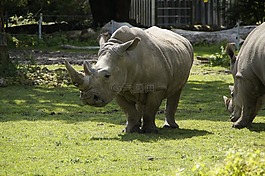 犀牛,草地,動物園