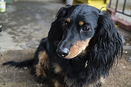 狗,臘腸犬,寵物