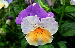 花,潘茜,性質