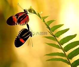 蝴蝶,交配,親密