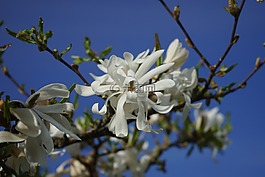 明星 magnolie,玉蘭,開(kāi)花