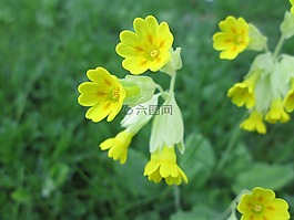 报春veris,玫瑰是,viveväxter