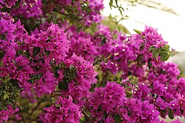 鮮花,黃色,黃色花