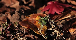 葉子,紅葉子,綠色的植物
