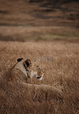 獅子,野生動物園,偽裝