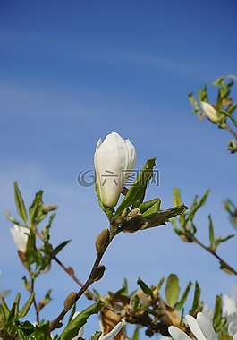 開花,關(guān)閉,白