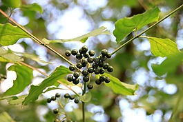 常見的,山茱萸,葉子