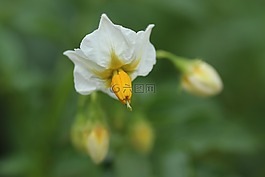 鮮花,植物,花卉園