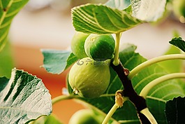 夏季,無(wú)花果,水果