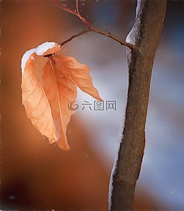 葉子,布朗,科