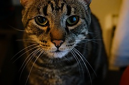 貓,動物,可愛