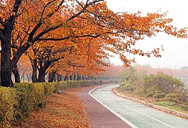 秋天路,在秋天,秋季線索