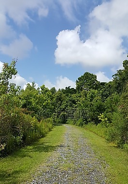 保護區,樹,自然
