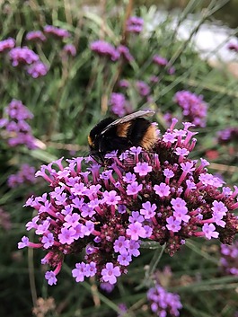 花,性質(zhì),廠