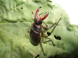 動(dòng)物野生動(dòng)物,昆蟲,雄鹿