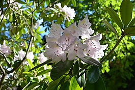 鮮花,樹,盛開