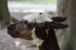 喇嘛,頭,動物