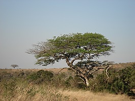 樹,性質(zhì),非洲