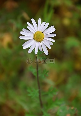 夏季,黛西,草