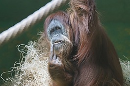 orang 組,猴子,猿