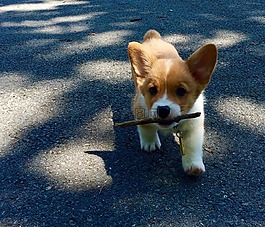 柯基犬图片,小狗,狗