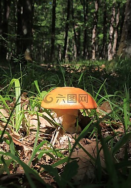 蘑菇,菌類,自然