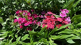 巴特丁香,香石竹的修道院,花