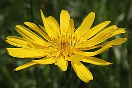 花,黃色,黃色花