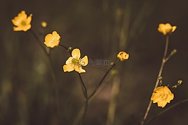毛茛,黃色,指出花