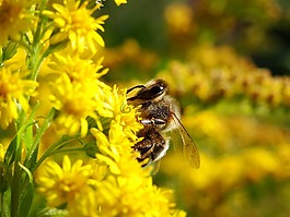 蜜蜂,bug,鮮花