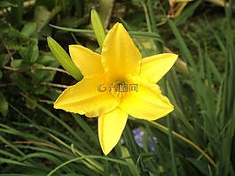 花,性質(zhì),黃色