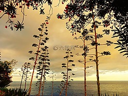 龍舌蘭,abendstimmung,廠