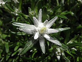 雪絨花,花卉,奧地利