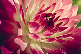花,鮮花,性質(zhì)