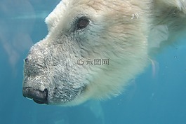 熊,動物,動物園