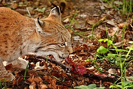 猞猁,野生動物,危險