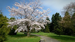 花園,樹,春天