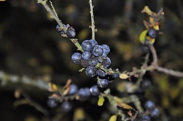 水果,性質(zhì),樹