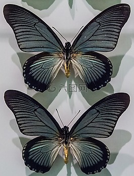 蝴蝶,性質(zhì),集合