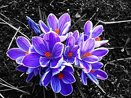 番紅花,花,對比