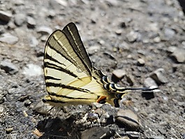 蝴蝶,性質(zhì),路