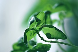 草藥,羅勒,插頭