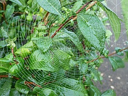 畫布,蜘蛛,葉