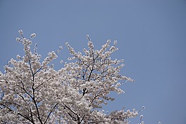 春天,櫻花盛開,櫻桃樹