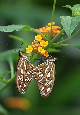 蝴蝶,昆蟲,葉