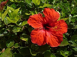 芙蓉,開花,紅色